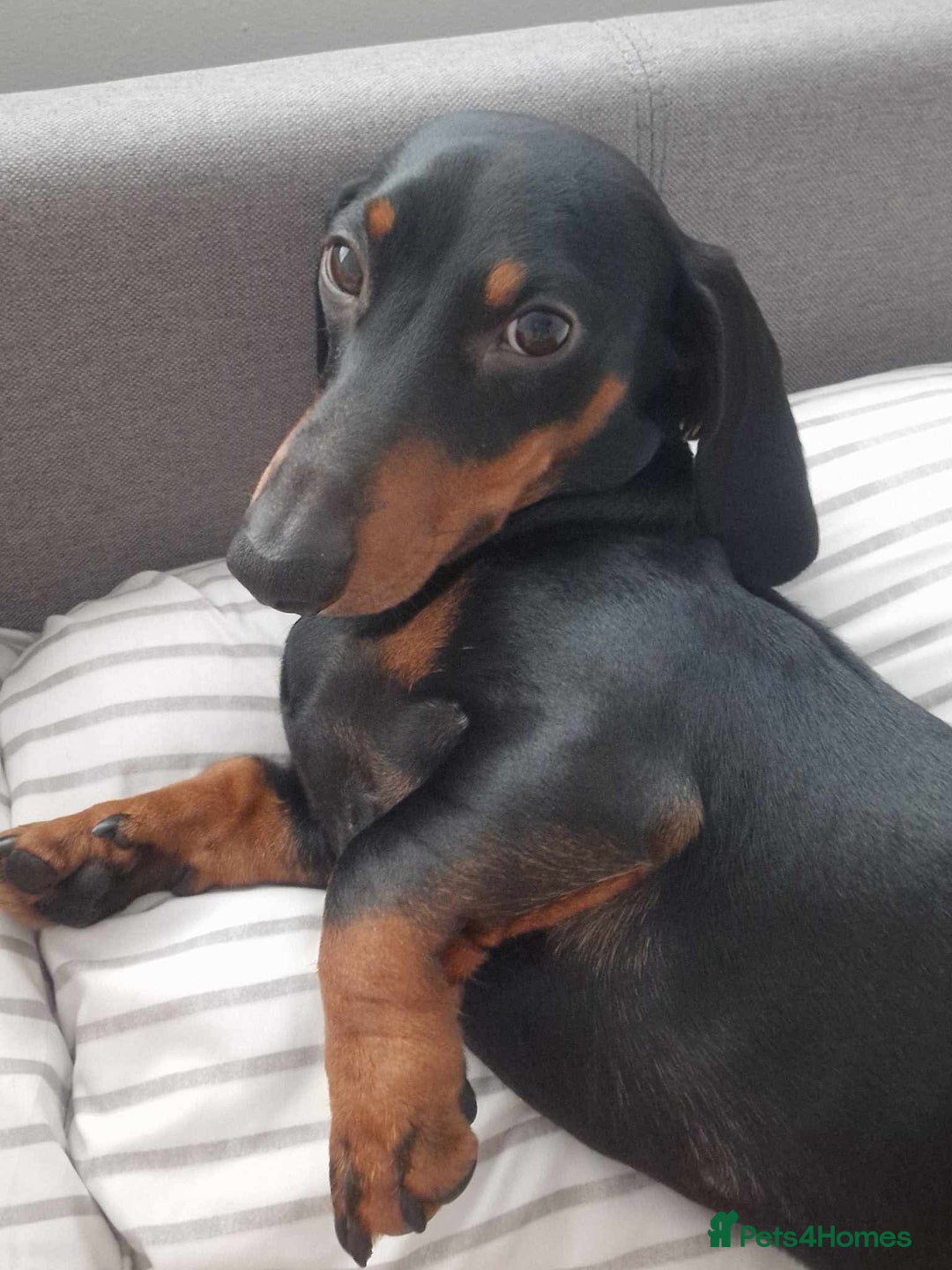 Miniature Dachshund dogs for stud: Miniature Dachshund stud in Pontypridd - Advert 4