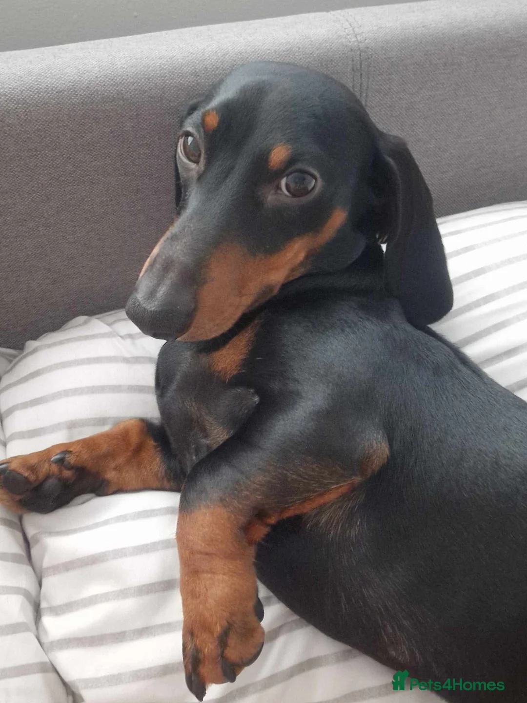 Miniature Dachshund dogs for stud: Miniature Dachshund stud in Pontypridd - Advert 4