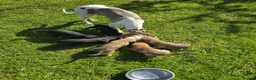 Mixed Breed dogs for sale: Bedlington whippet. Woody & Paddy - Advert 2