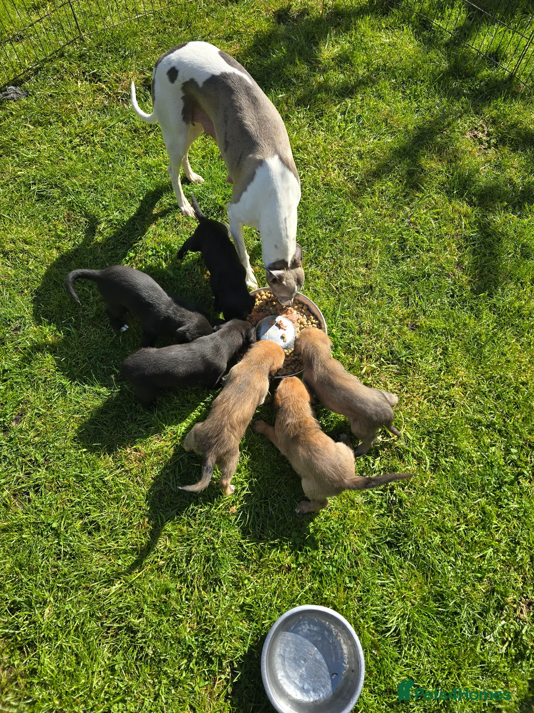 Mixed Breed dogs for sale: Bedlington whippet. Woody & Paddy - Advert 2