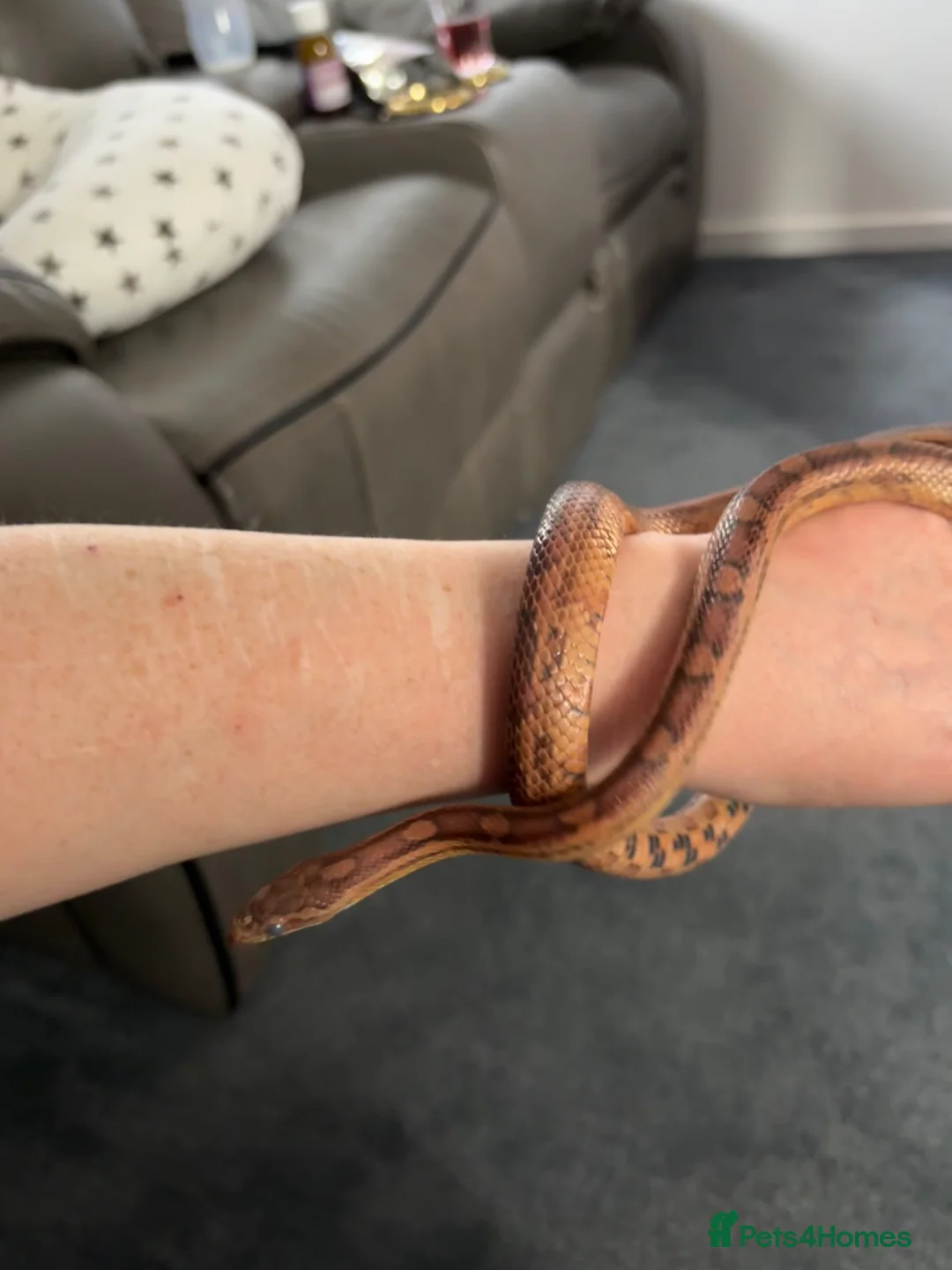 Corn Snake reptiles for sale: Kia the corn snake  in Cheltenham - Advert 9
