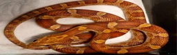 Corn Snake reptiles for sale: Corn snake  100%het palmettos het hypo - Advert 1