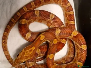Corn Snake reptiles Corn snake 100%het palmettos het hypo - Advert 1