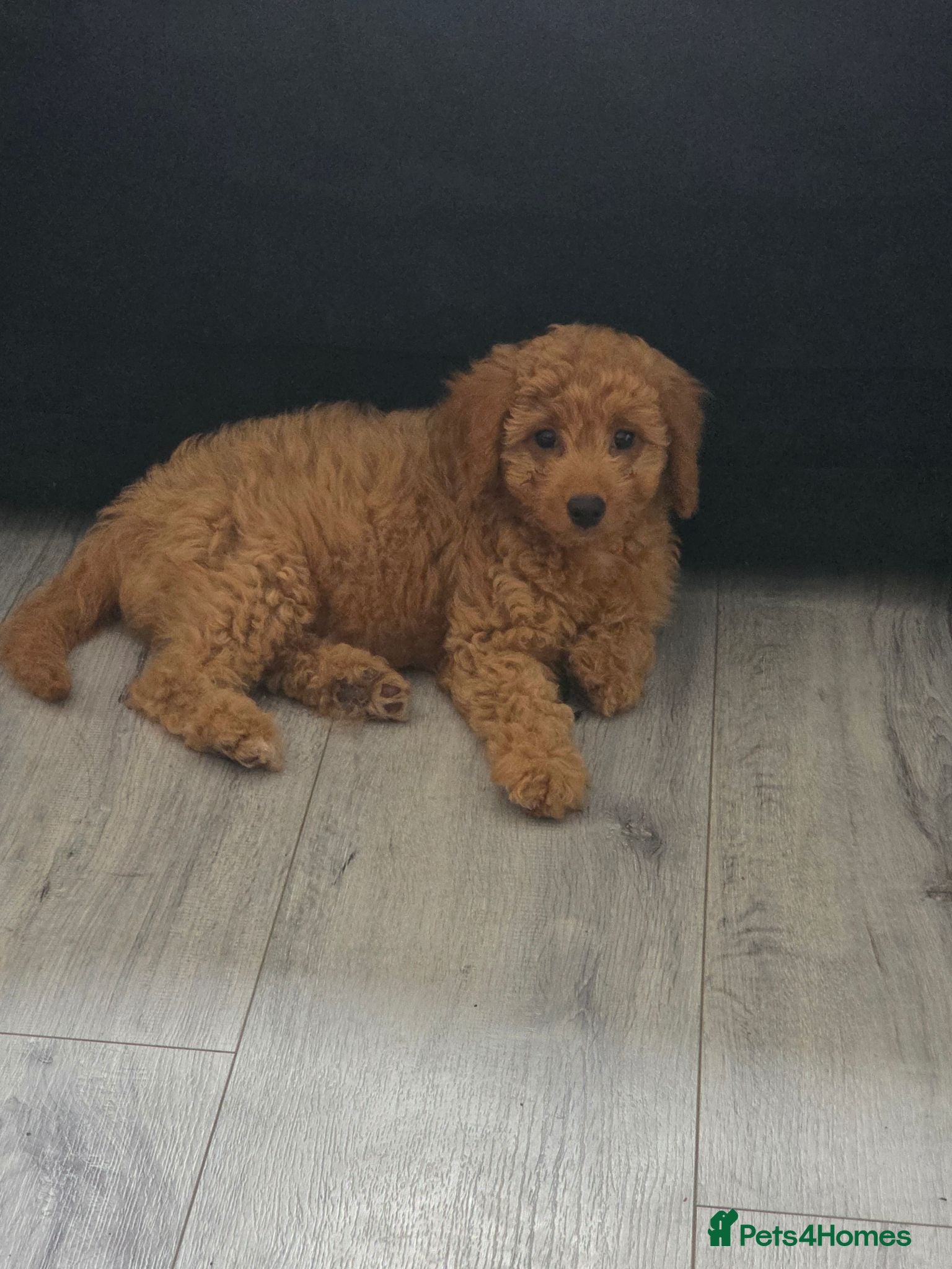 Labradoodle dogs Reduced £750 💜🩷 2 remaining colours available  - Advert 1