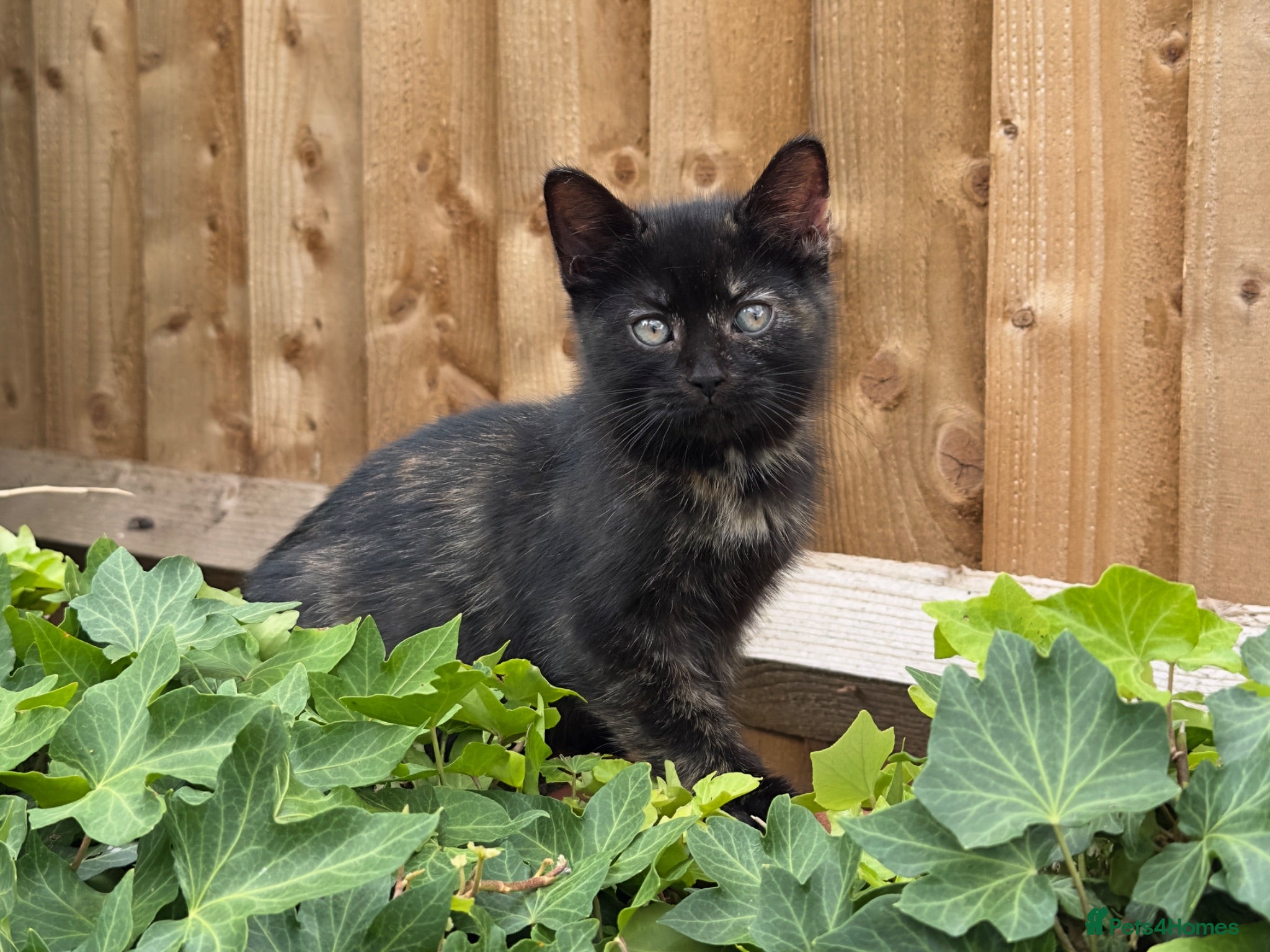 British Shorthair cats Ready To Go! BSH x Persian Chinchilla Kitten - Advert 1