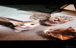 Mixed Breed cats for sale: 4 Kittens for sale - Image 3