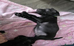 Staffordshire Bull Terrier dogs for sale: Staffordshire bull terrier puppies  - Image 10