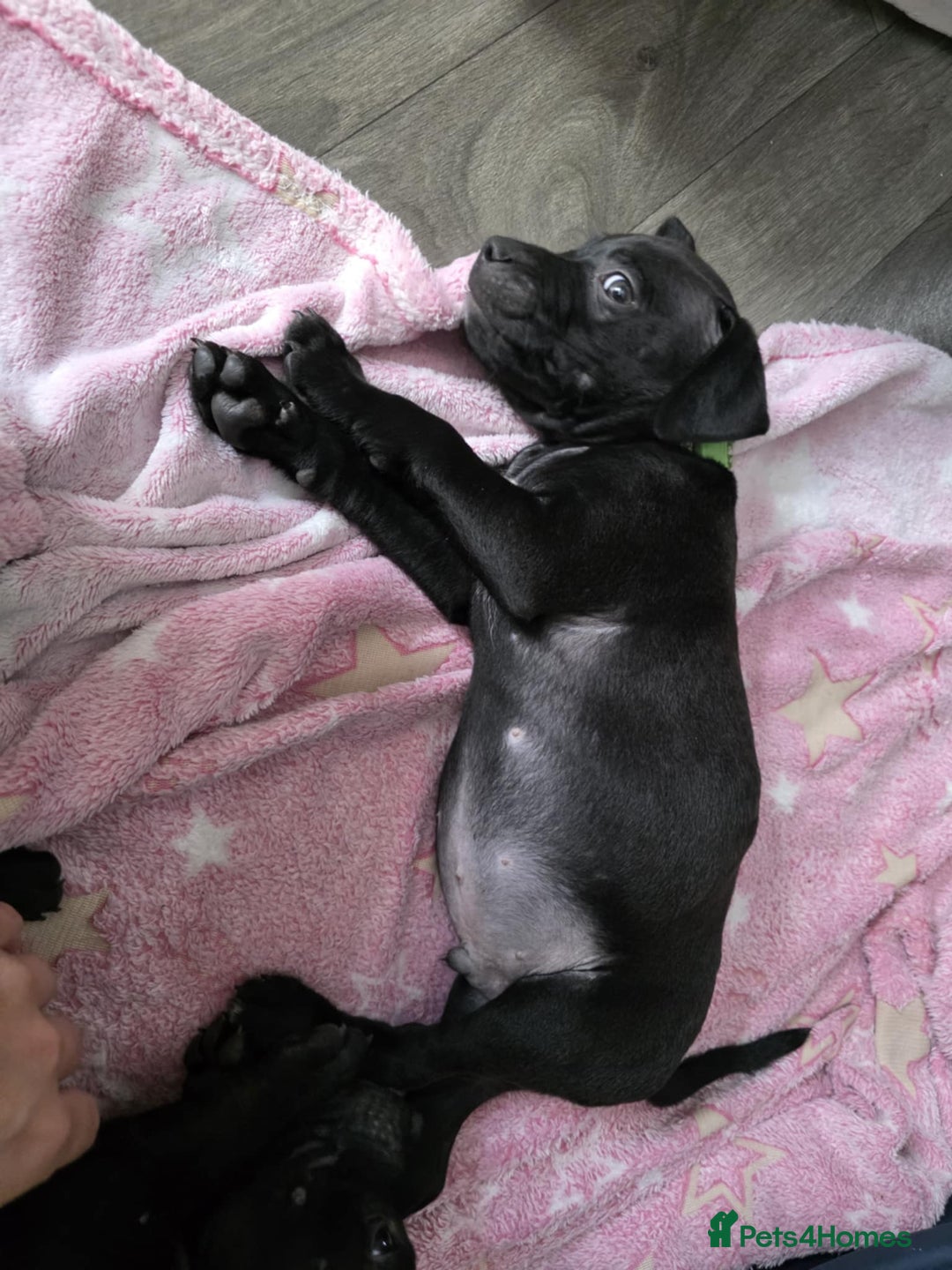 Staffordshire Bull Terrier dogs for sale: Staffordshire bull terrier puppies  - Image 10