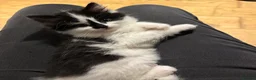 Mixed Breed cats for sale: Beautiful black & white kittens - Advert 8