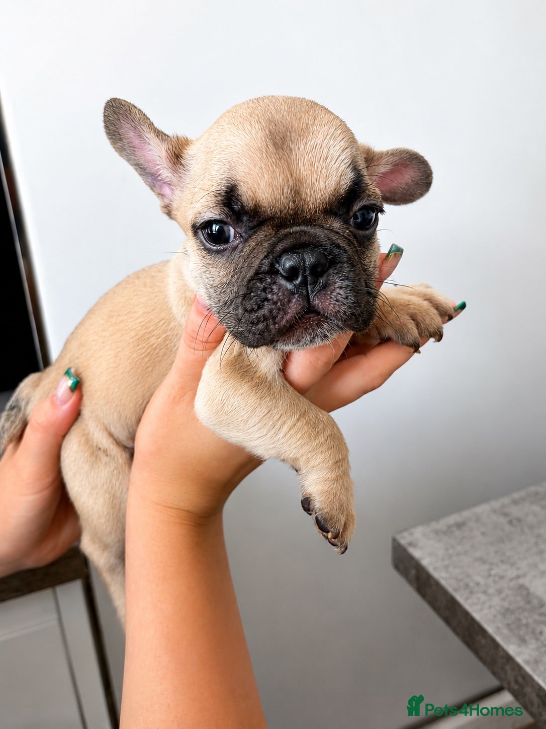 French Bulldog dogs KC REGISTERED FRENCH BULLDOG PUPPIES  - Advert 17