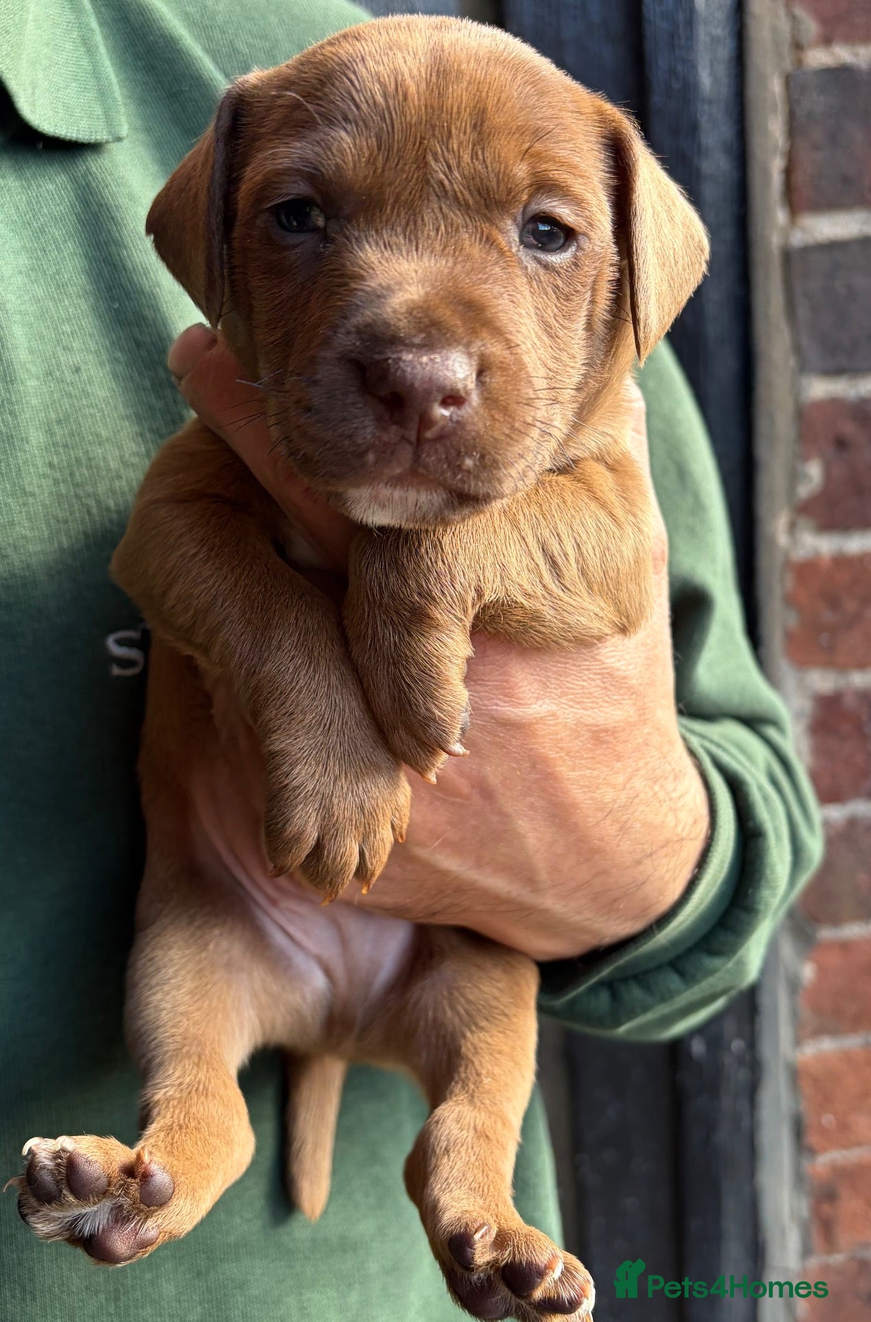Patterdale Terrier dogs Chocolate Patterdales  - Advert 1