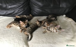 Bengal cats for sale: Cute and fluffy half Bengal kittens  - Image 30