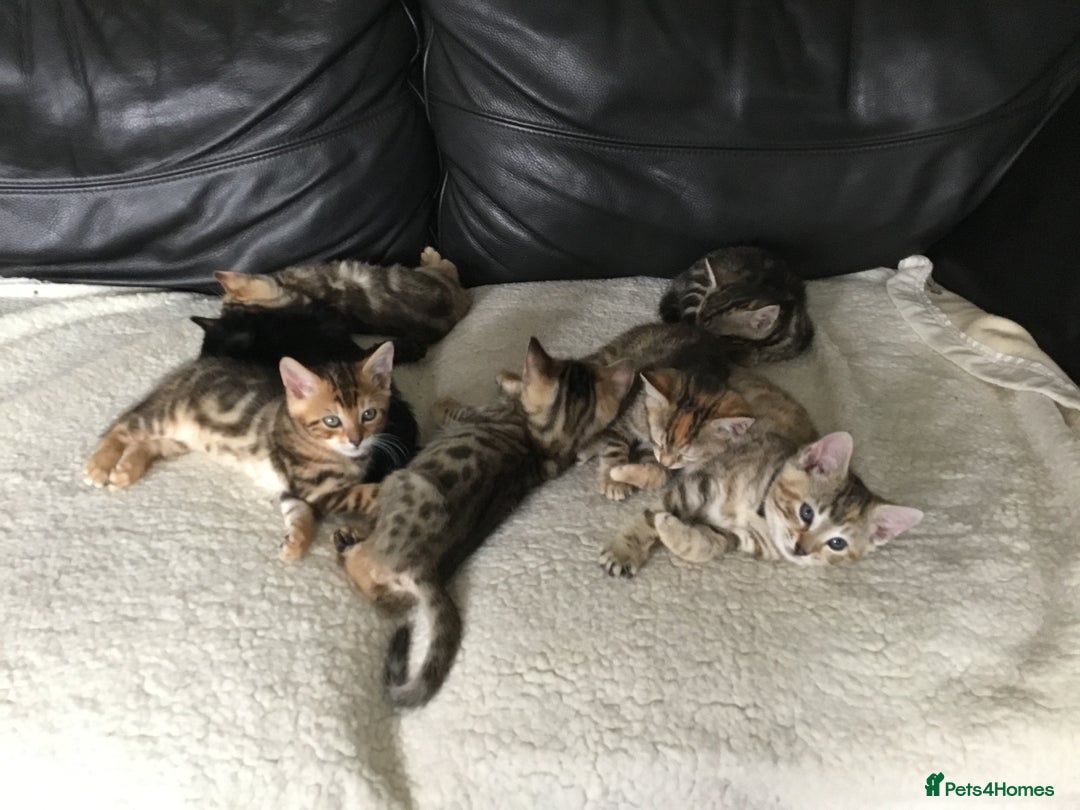 Bengal cats for sale: Cute and fluffy half Bengal kittens  - Image 30
