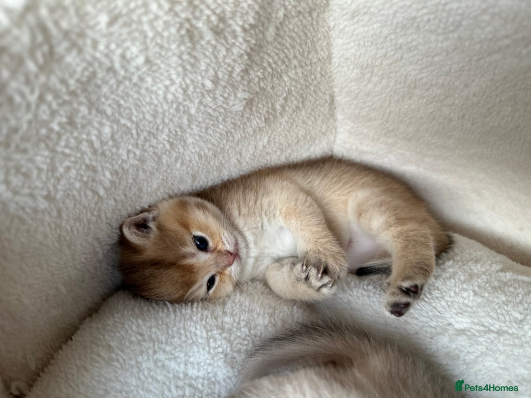 British Shorthair cats for sale: British Shorthair Golden & Bluegolden kitten GCCF - Image 24