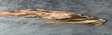 Cockapoo 1