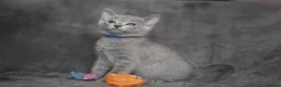 Russian Blue cats for sale: TICA Reg Boutique Russian Blue Kittens  - Advert 16