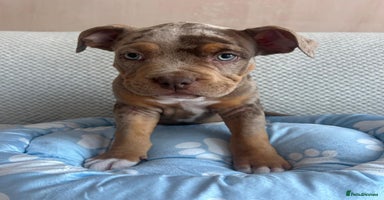 American Bully dogs - Advert 15