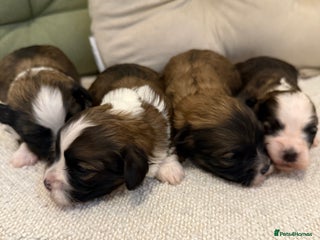 Havanese dogs Adorable Havanese Puppies for sale - Advert 1