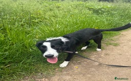 Border Collie dogs for sale: Finnan 10 months old. Border collie - Image 3