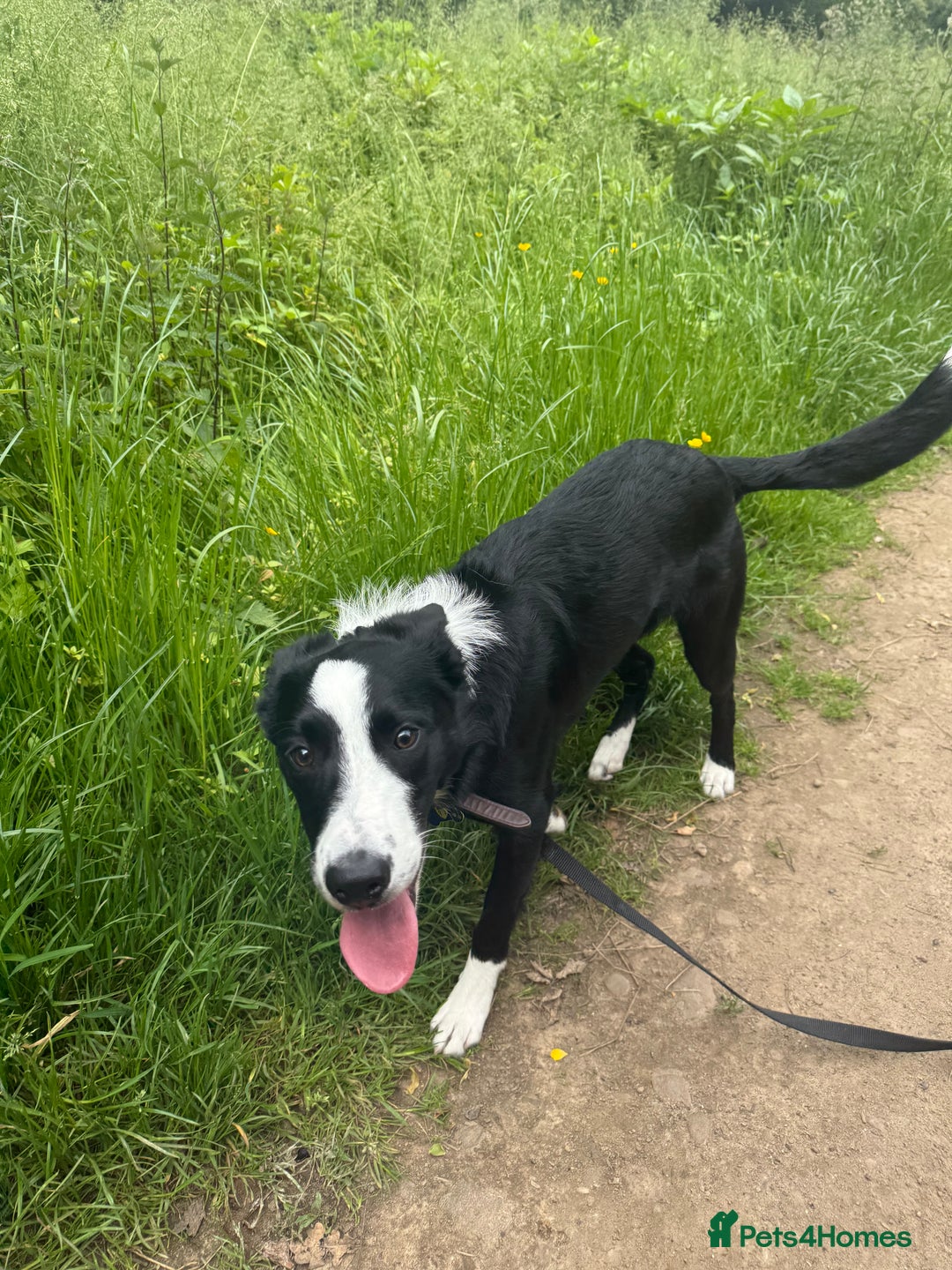 Border Collie dogs for sale: Finnan 10 months old. Border collie - Image 3
