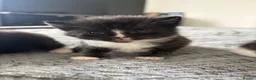 Mixed Breed cats for sale: 8 beautiful kittens for sale❤️ - Advert 7