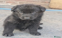 German Shepherd dogs for sale: Gorgeous Black German Shepherd Puppies. - Image 6