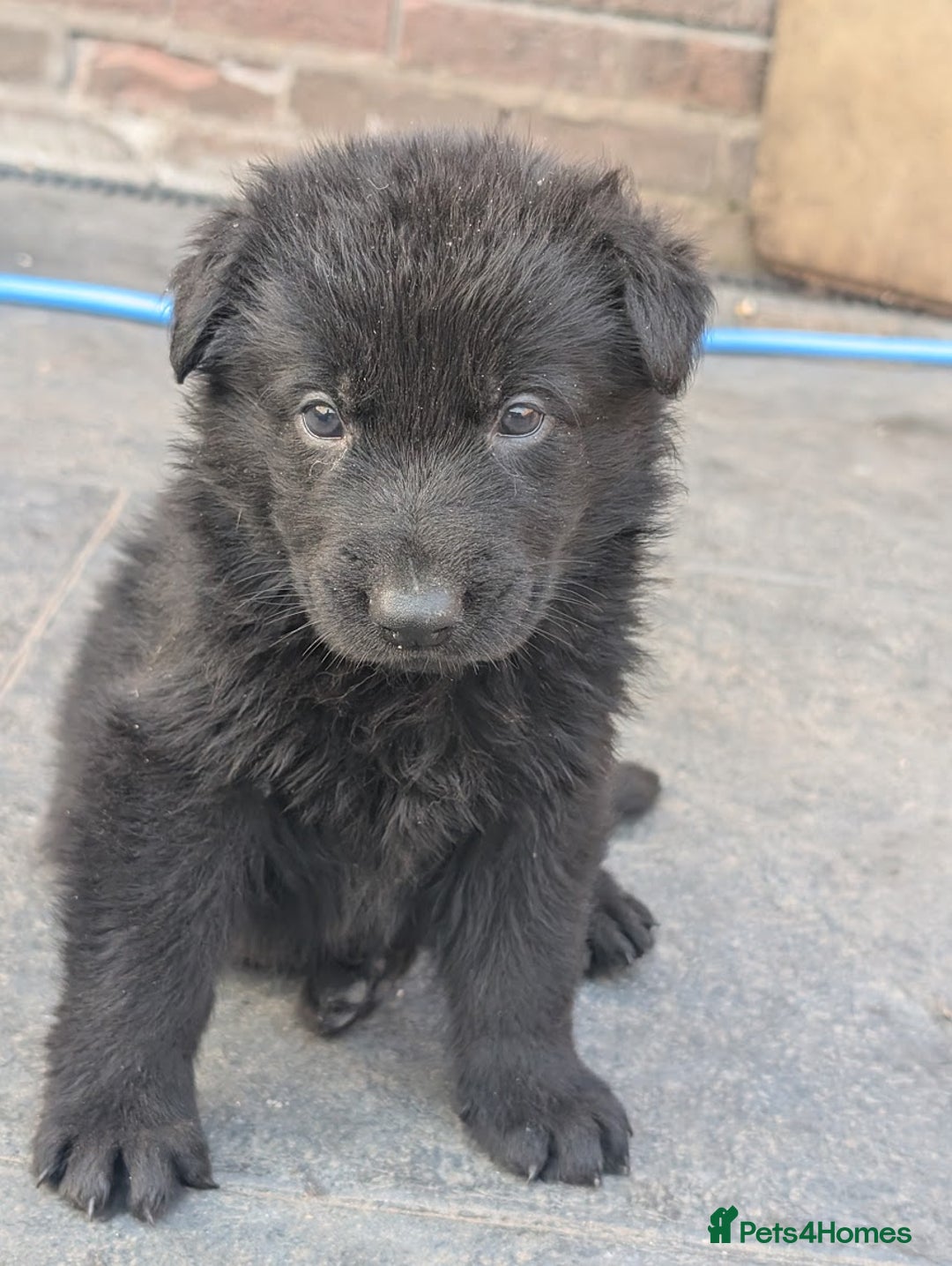 German Shepherd dogs for sale: Gorgeous Black German Shepherd Puppies. - Image 6