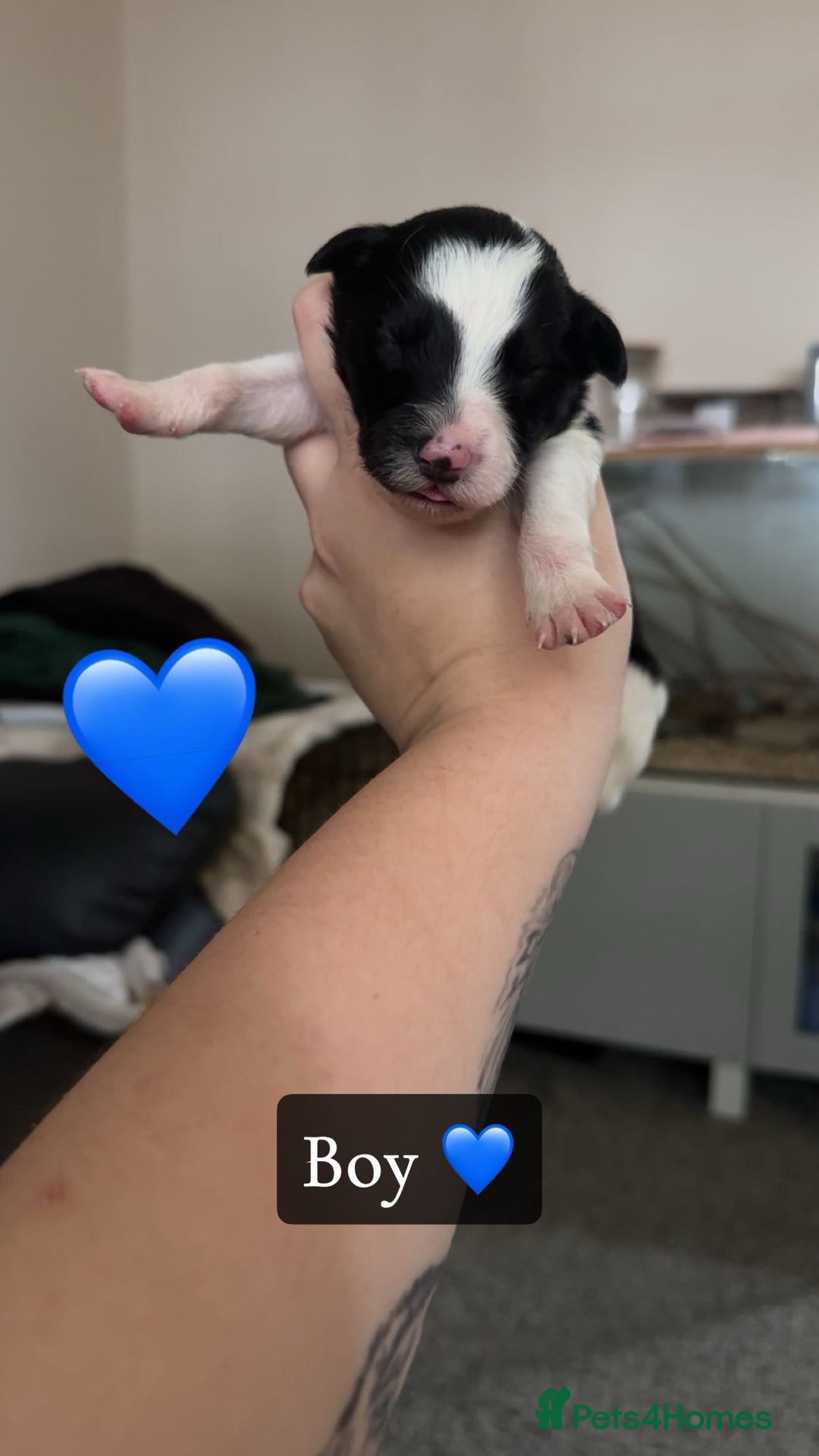 Mixed Breed dogs for sale: 🐾 Border Collie x Blue Heeler Puppies FOR SALE 🐾 - Image 5