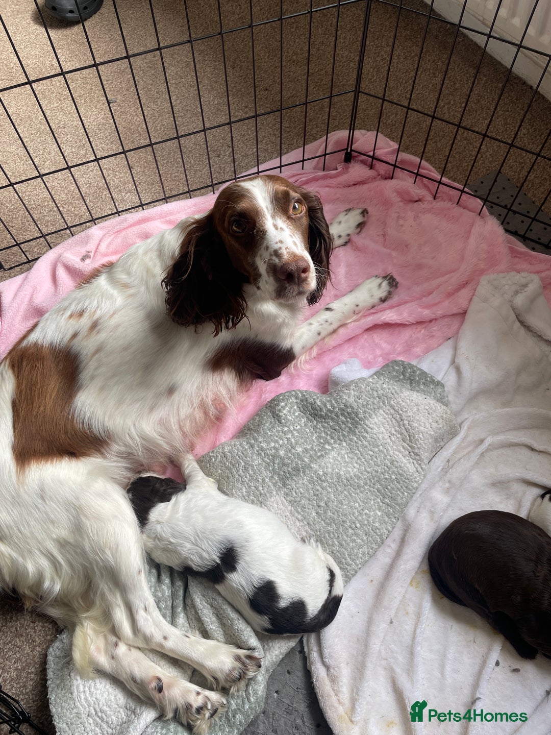 Cocker Spaniel dogs for sale: From our family dog nova  - Image 3