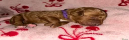 Cavapoo dogs for sale: Cavapoo puppies  - Advert 13
