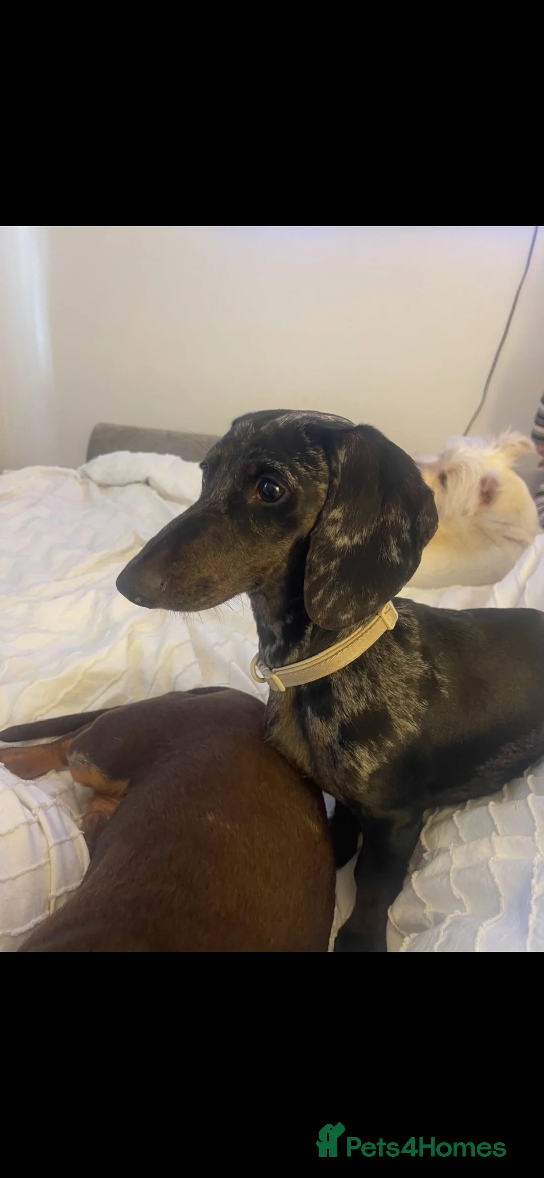 Dachshund dogs for sale: Black & silver Dapple in Hemel Hempstead - Advert 8