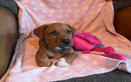 Mixed Breed dogs for sale: READY NOW!! Jack Russell X Puppies  - Image 4