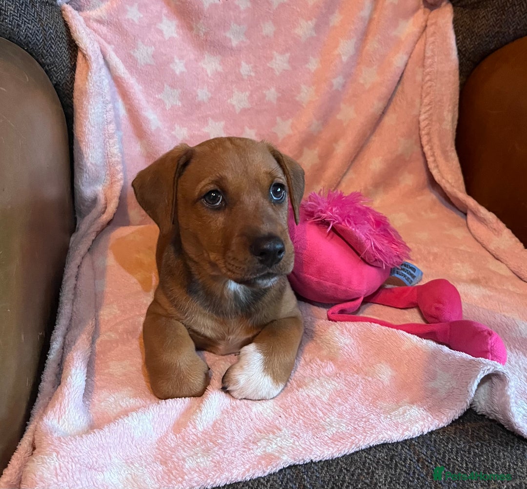 Mixed Breed dogs for sale: READY NOW!! Jack Russell X Puppies  - Image 4