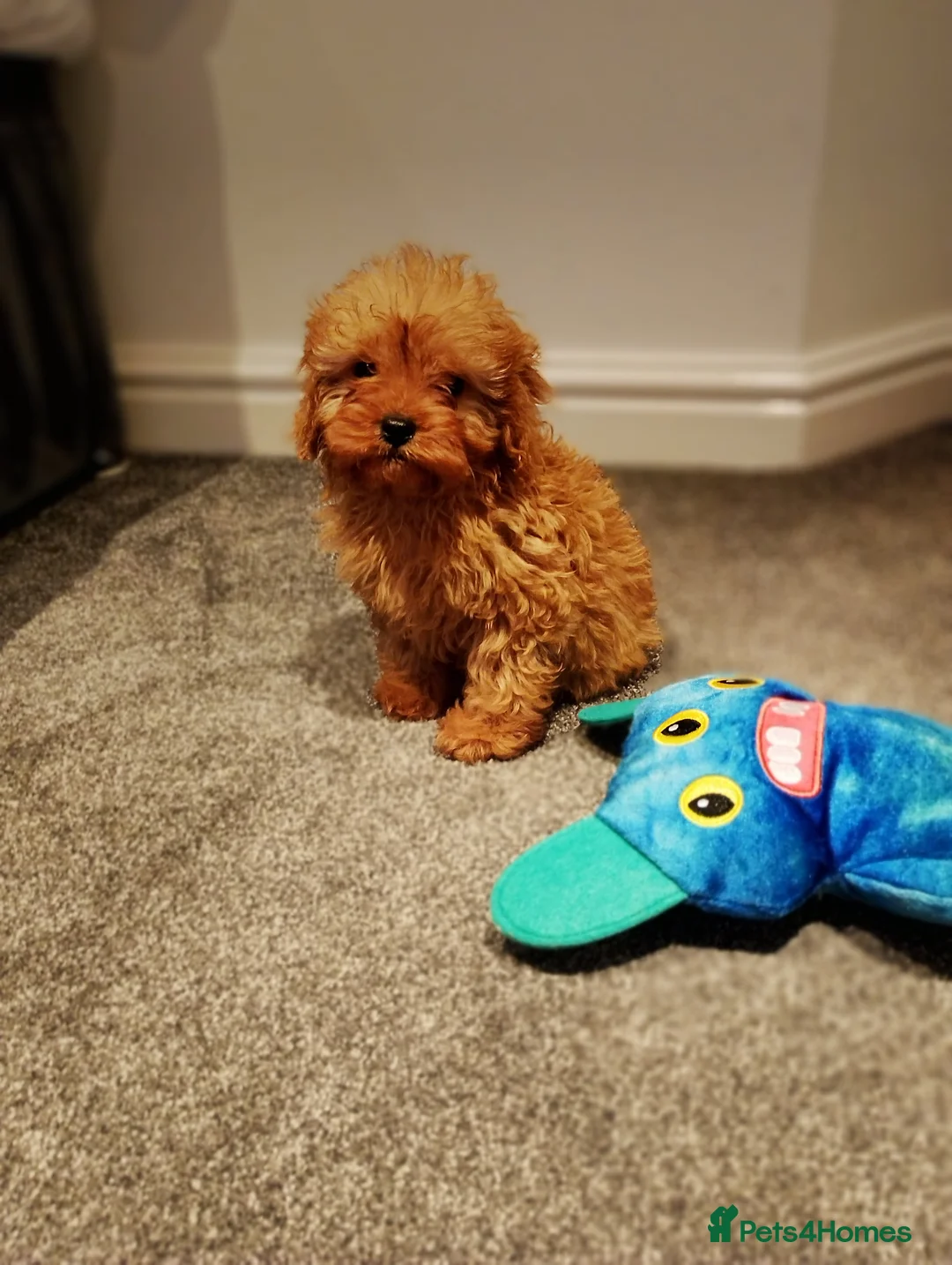 Cavapoo dogs for sale: Stunning F1 Cavapoos ready now ! - Advert 19