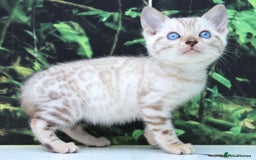 Bengal cats for sale: CUTE SNOW LYNX BENGAL KITTENS (TICA REG) - Image 6