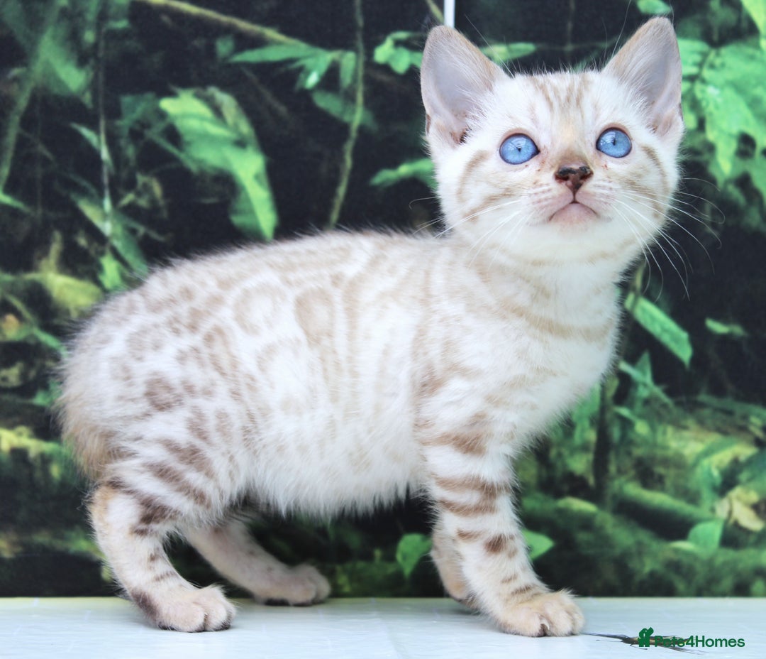 Bengal cats for sale: CUTE SNOW LYNX BENGAL KITTENS (TICA REG) - Image 6