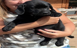 Labrador Retriever dogs for sale: Ready now from Plettenberg Labradors, KC Reg. - Image 5