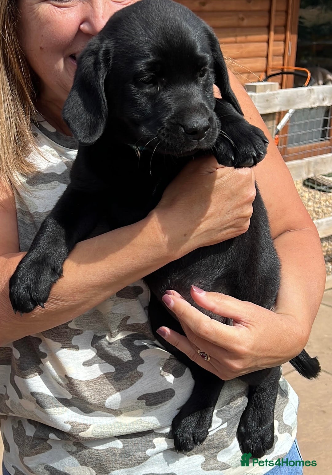 Labrador Retriever dogs for sale: Ready now from Plettenberg Labradors, KC Reg. - Image 5