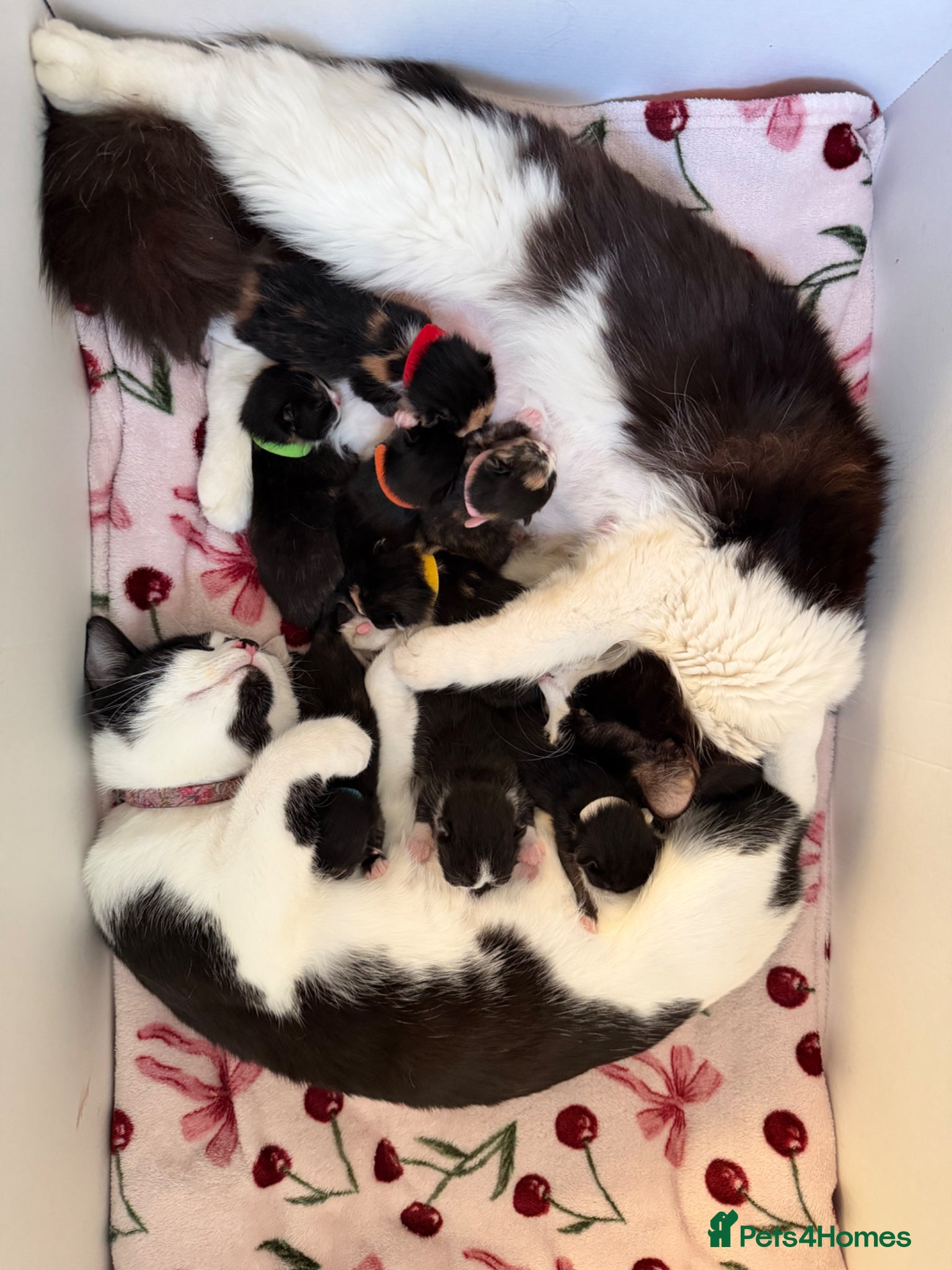 Domestic Shorthair cats Beautiful kittens ready in JUNE  - Advert 17