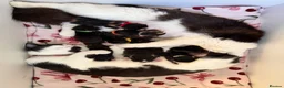 Domestic Shorthair cats for sale: Beautiful kittens ready in JUNE  - Advert 1