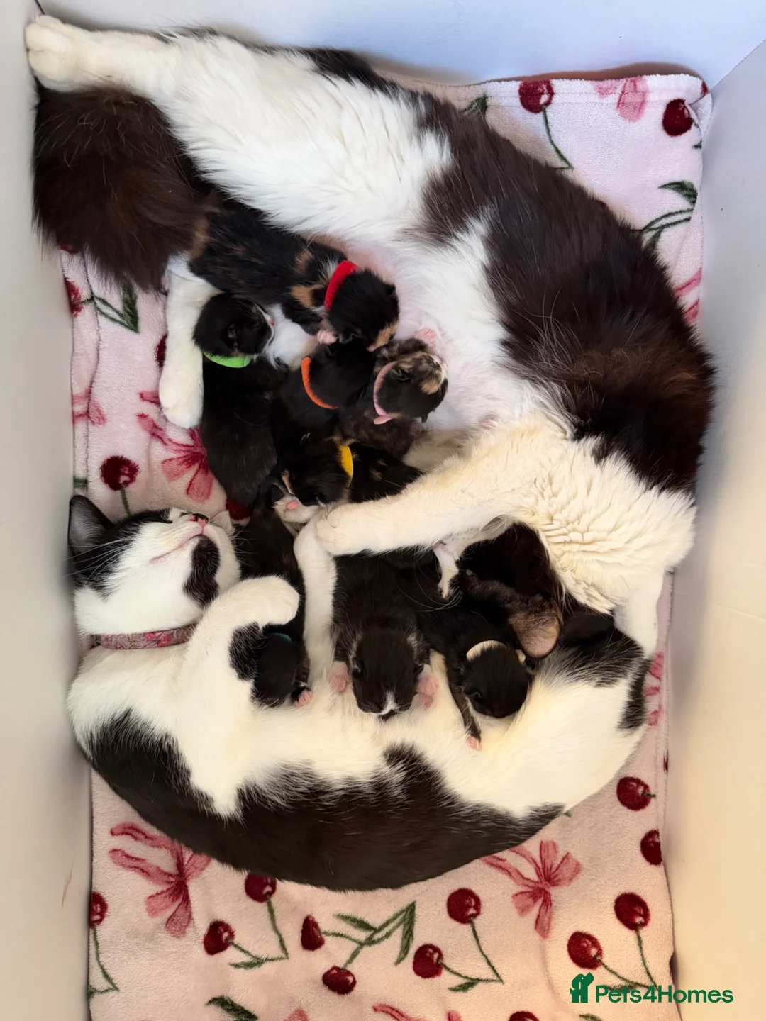Domestic Shorthair cats for sale: Beautiful kittens ready in JUNE  - Advert 1