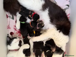 Domestic Shorthair cats Beautiful kittens ready in JUNE - Advert 15