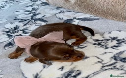 Miniature Dachshund dogs for sale: KC Championship line miniature dachshunds  - Image 7