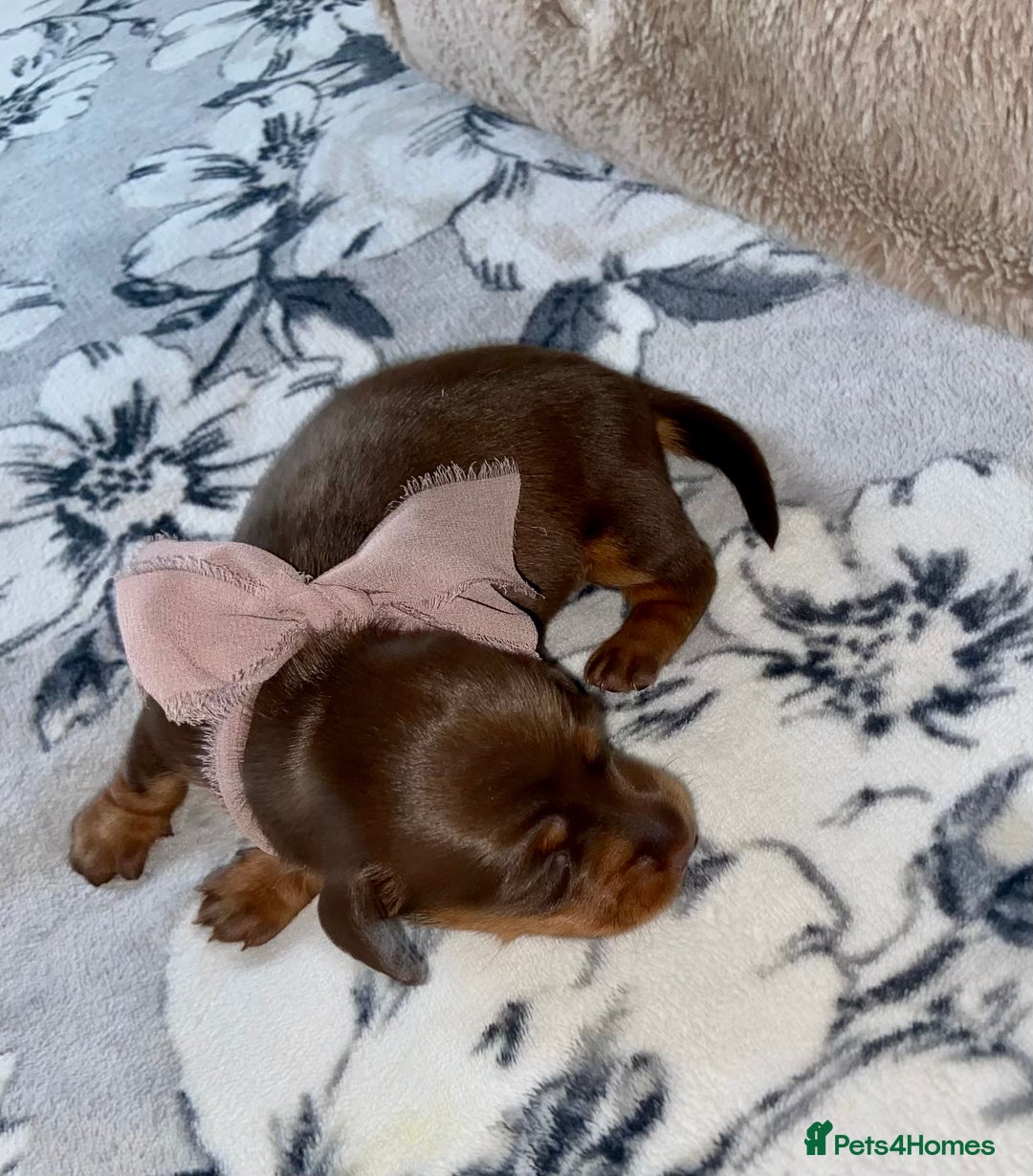 Miniature Dachshund dogs for sale: KC Championship line miniature dachshunds  - Image 7