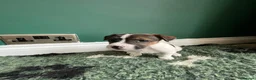Jack Russell dogs for sale: Miniature wire haired Jack Russell puppies  - Advert 6