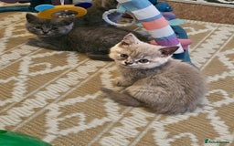 British Shorthair cats for sale: British shorthair and longhair  - Image 5