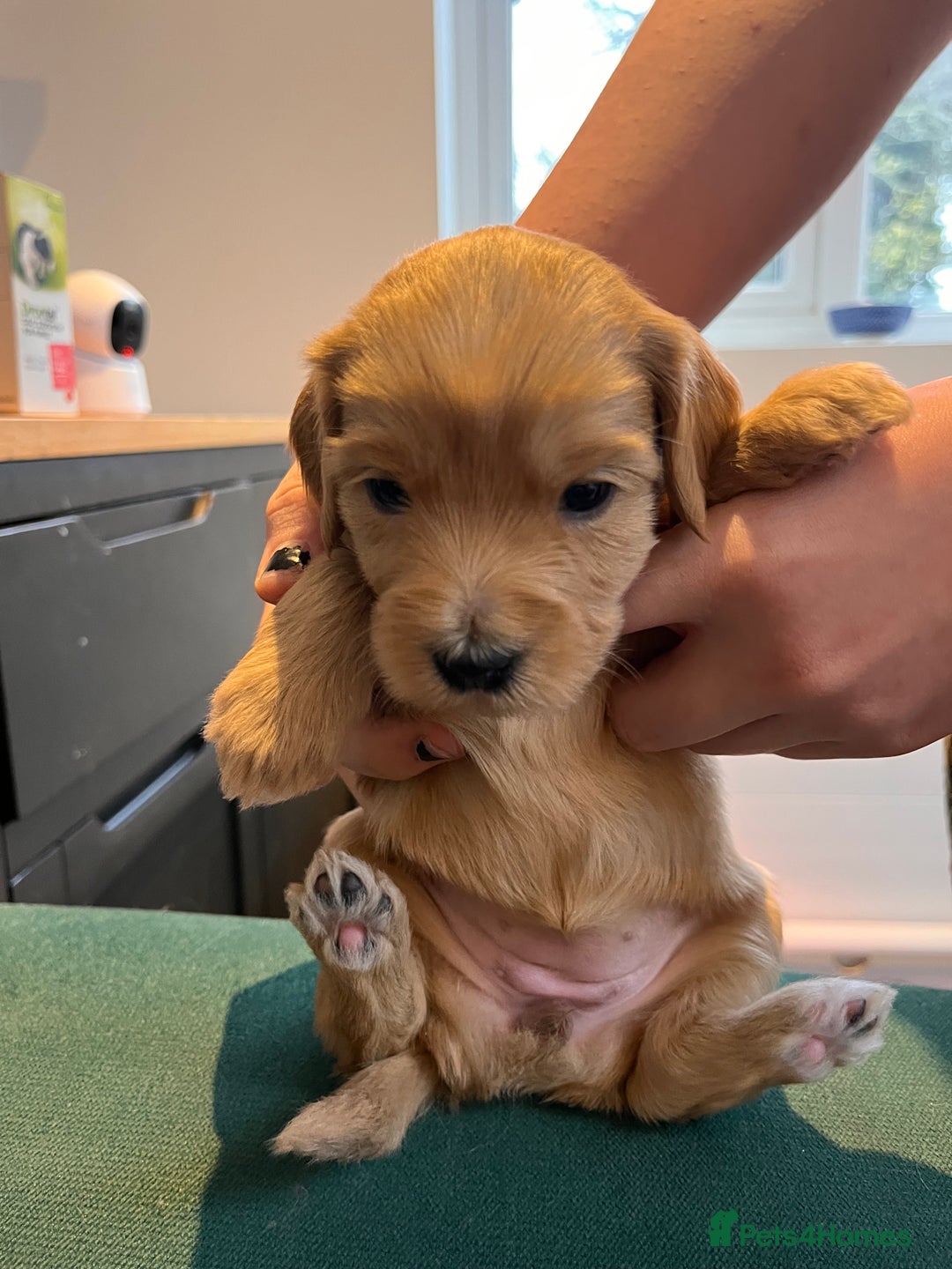 Australian Labradoodle dogs for sale: Home raised, DNA tested, Australian Labradoodles - Advert 35