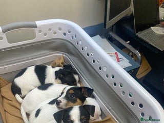 Jack Russell dogs Short leg pure bred jacks Russel original type . - Advert 16