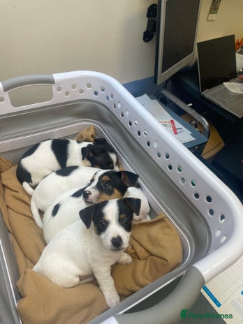 Jack Russell dogs Short leg pure bred jacks Russel original type . - Advert 13