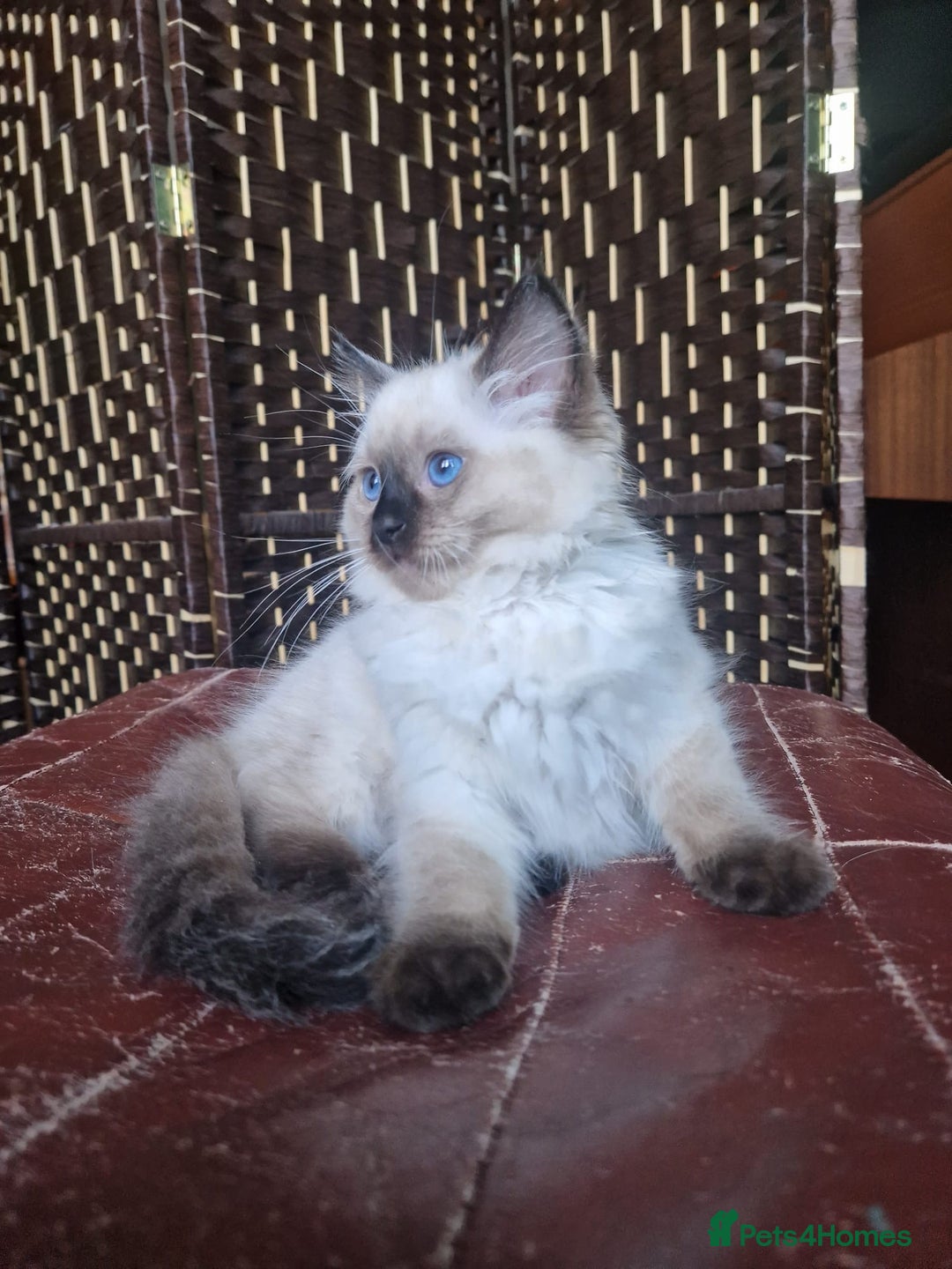 Ragdoll cats for sale: 1 Ragdoll girl left looking for a loving home  - Image 19